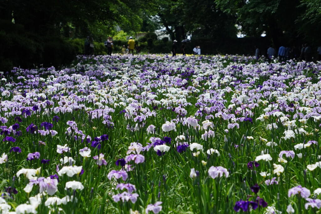 満開の菖蒲園