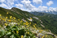 ミヤマダイコンソウと爺ケ岳