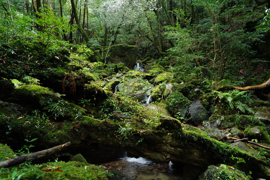 神秘の森