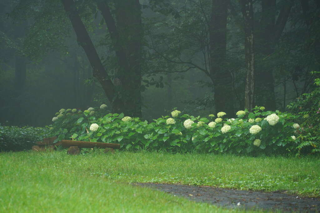 雨降るアジサイの森