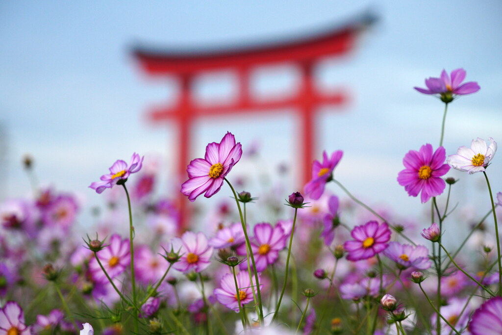 赤い鳥居のコスモス畑