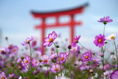 赤い鳥居のコスモス畑