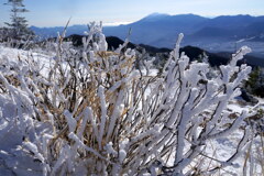 霧氷の飾られて