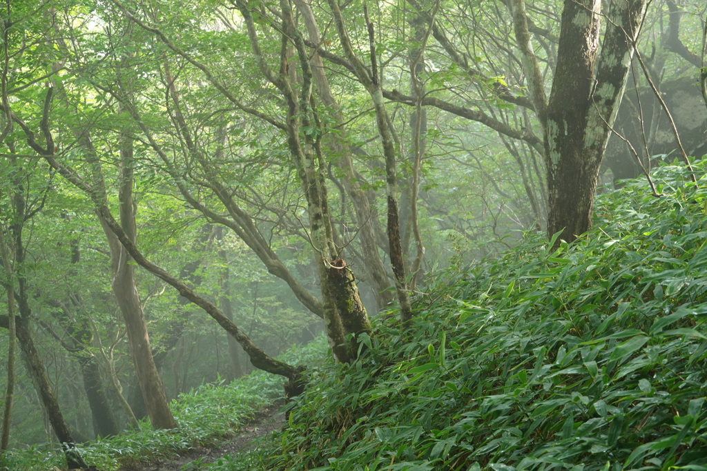 薄霧の森
