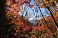 モミジ染まる旧中山道