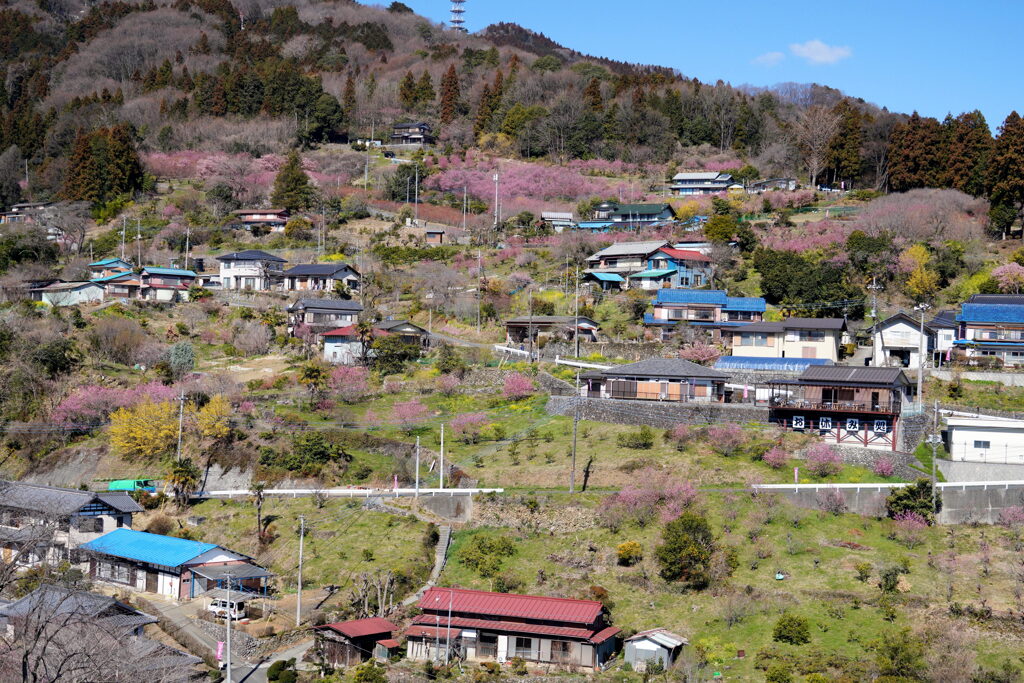 大内沢花桃の里