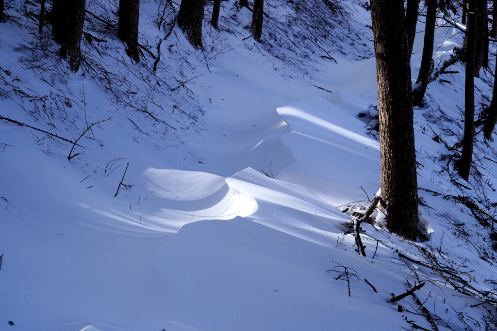 森の雪庇