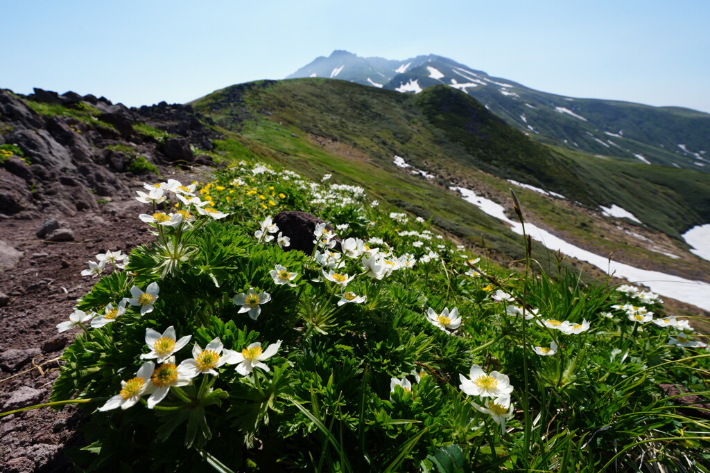 花咲く登山道