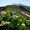 花咲く登山道