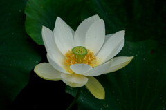 清らかな心