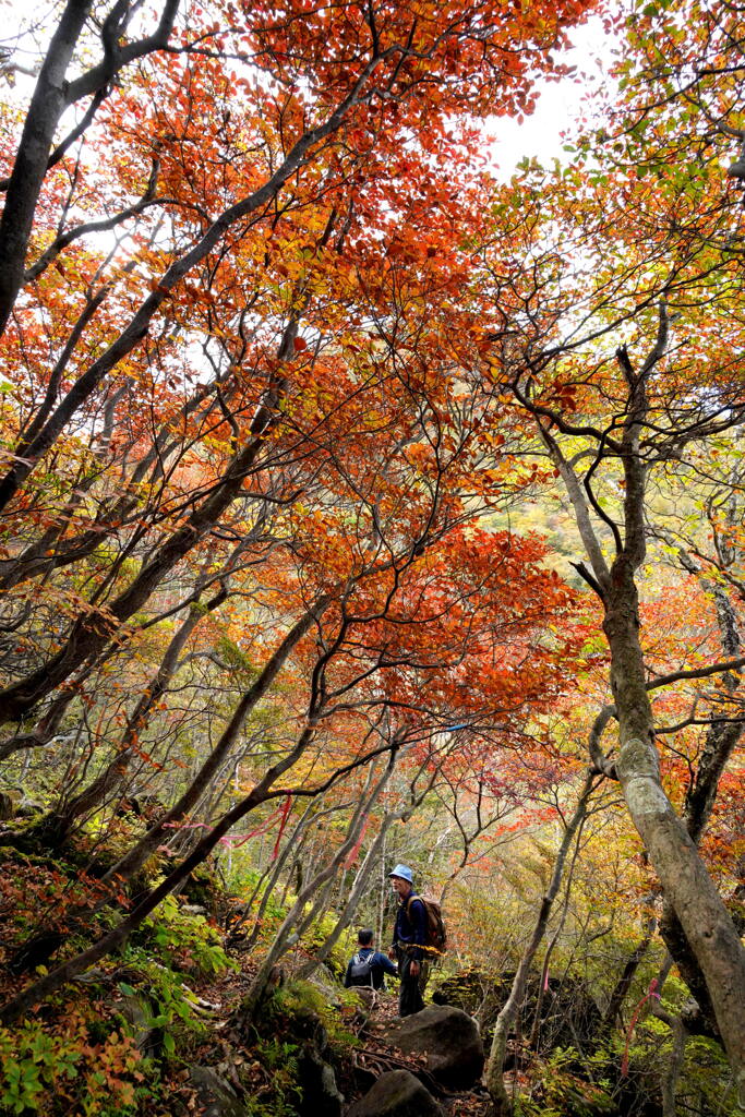 錦の篭山