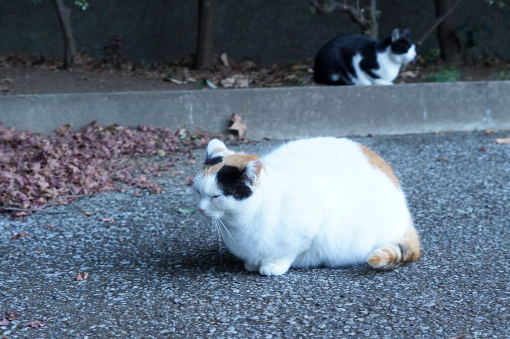 一緒にニャ