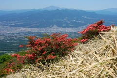 初夏の丘