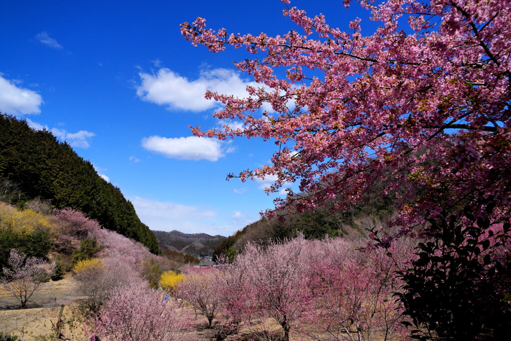 里山の春