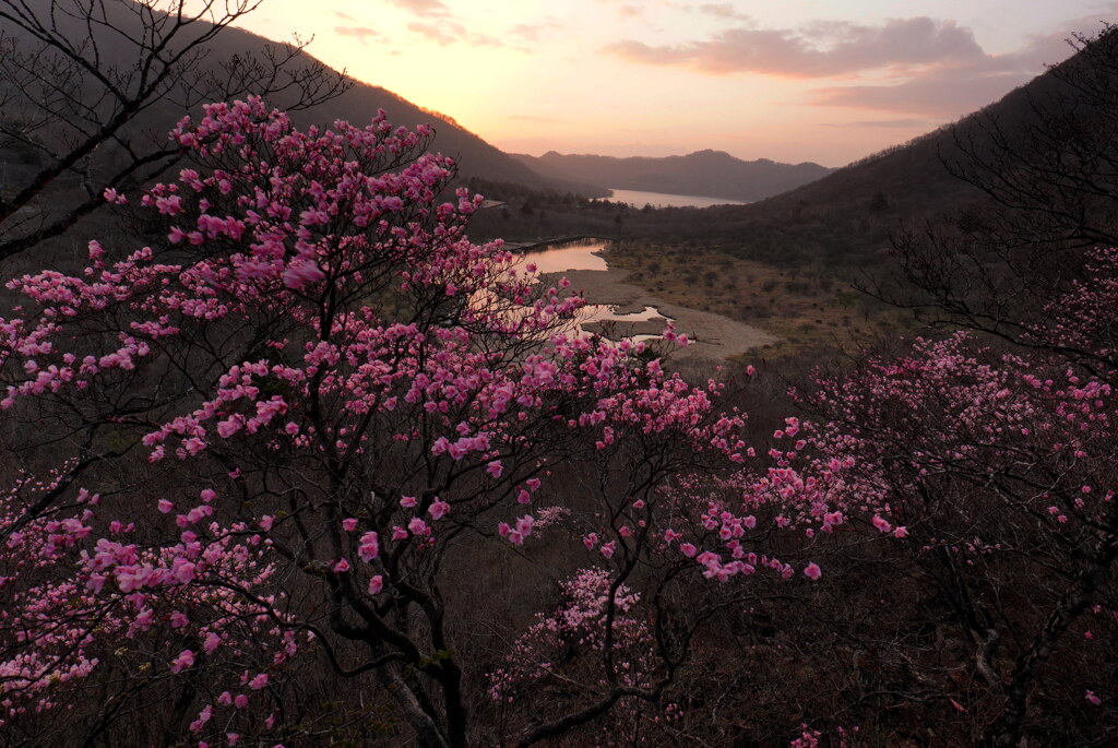 アカヤシオ咲く夕暮れ