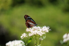 こっちの蜜は甘いよ
