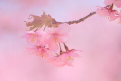 春の訪れ