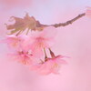春の訪れ