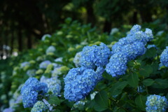 森に咲く紫陽花