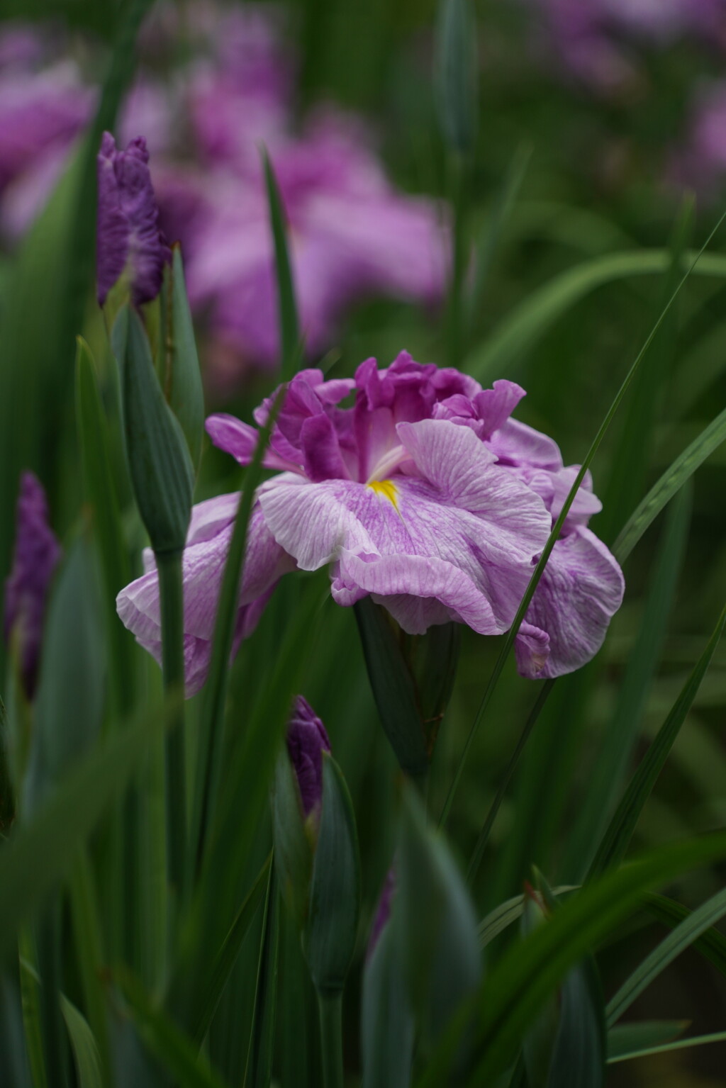 花菖蒲