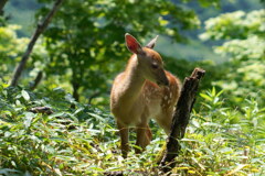 赤城のバンビ
