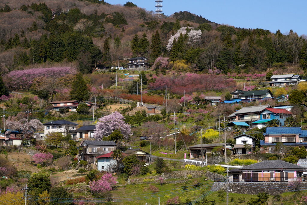 花桃の里　春