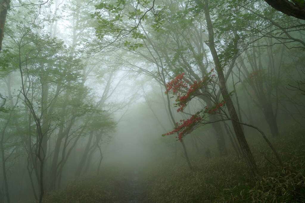 霧中散歩