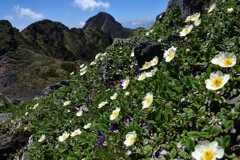 チョウノスケソウ咲く岩稜の尾根