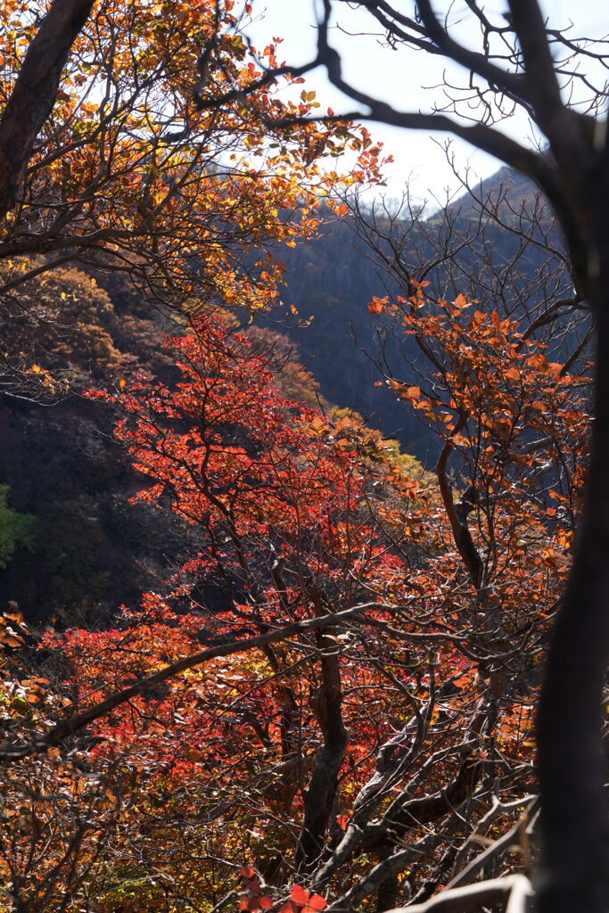 紅葉輝く