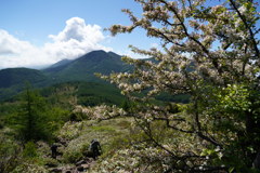 初夏の湯ノ丸山