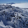 新雪の珊瑚
