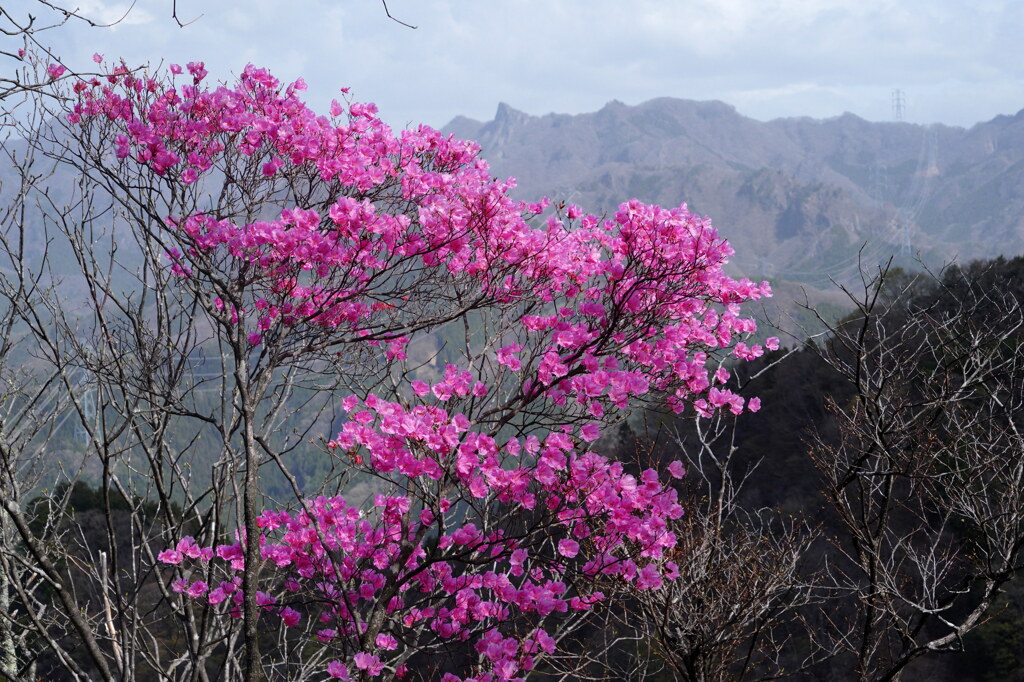 アカヤシオ咲く三ツ岩岳
