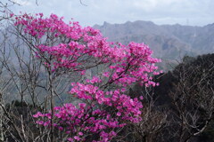 アカヤシオ咲く三ツ岩岳