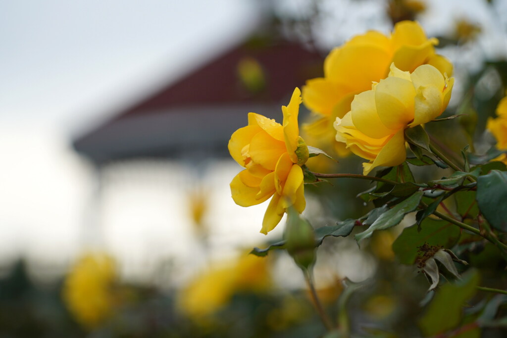 秋バラ咲く敷島公園