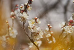 ロウバイと白梅