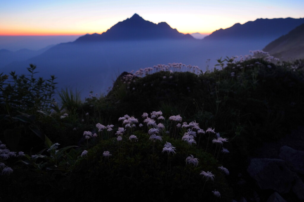 夜明け前の花園