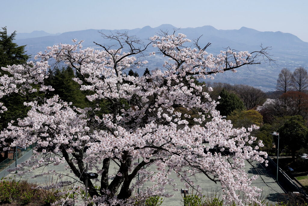 桜咲く丘