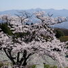 桜咲く丘
