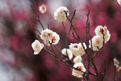 春の香り