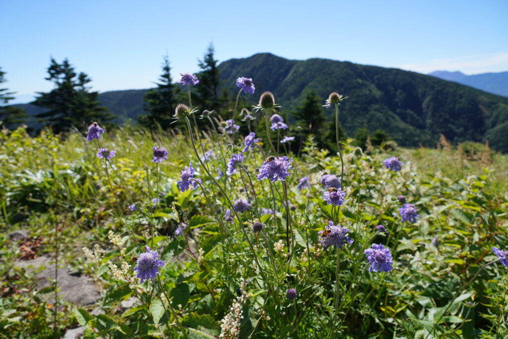 マツムシソウ咲く根子岳