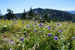 マツムシソウ咲く根子岳