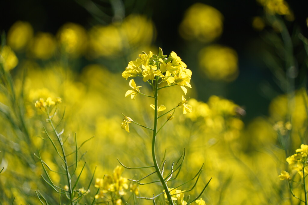 菜の花