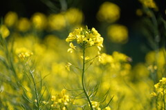 菜の花