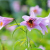 蜂さんも大忙し
