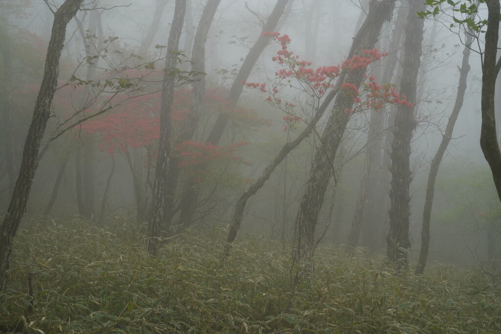 霧の中に咲く