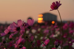 窓夕陽とコスモス