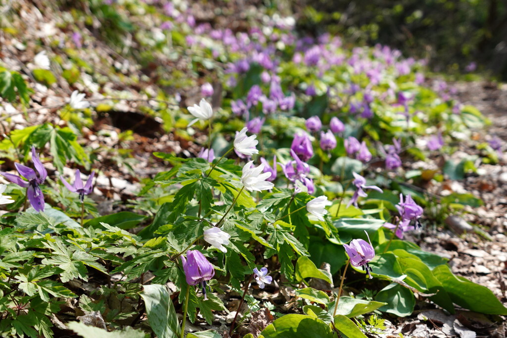 花咲く登山道