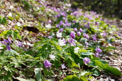 花咲く登山道