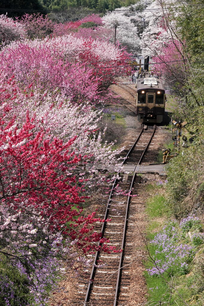 花桃トンネル