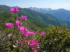 谷川連峰とムラサキヤシオ